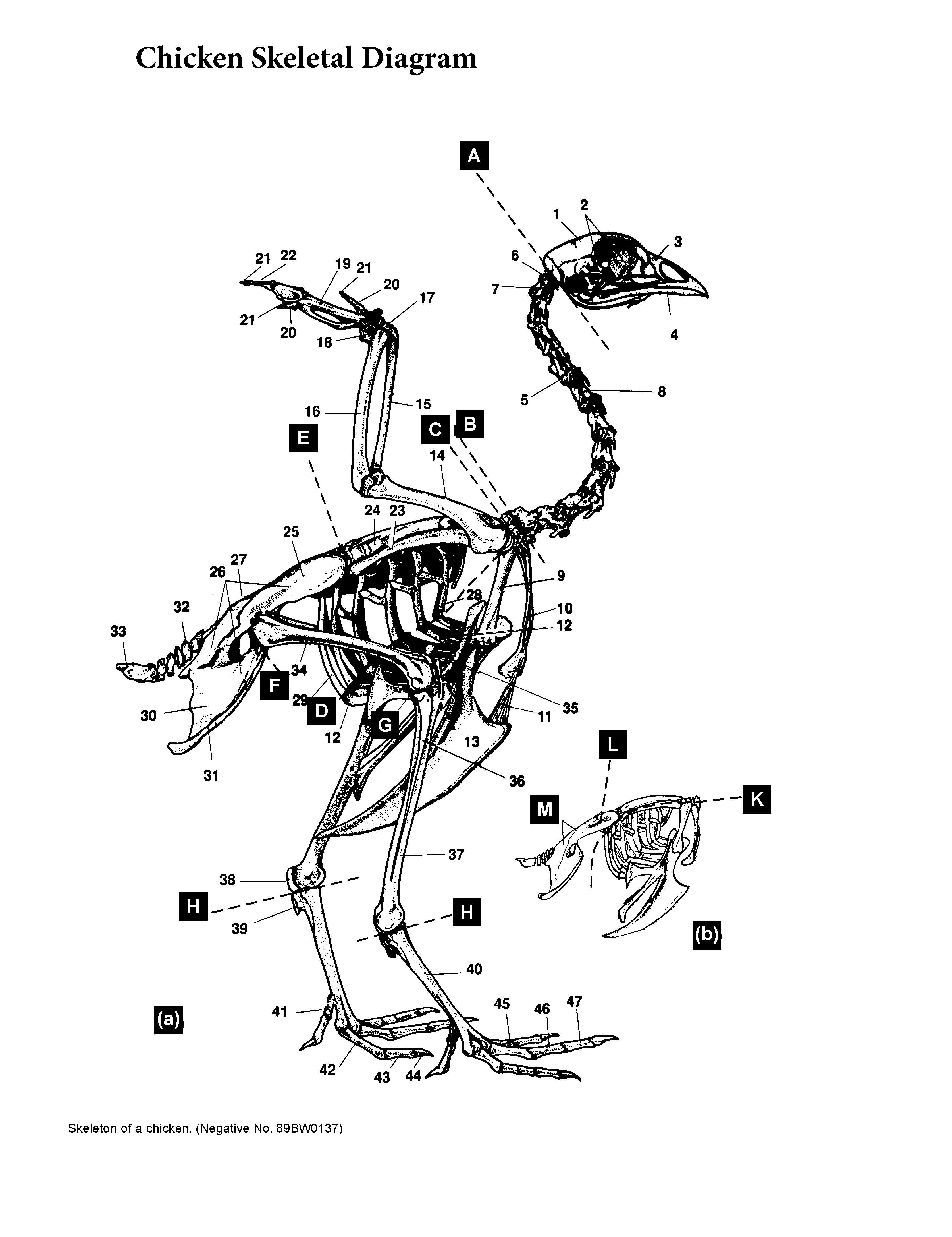 Diagram of a chicken skeleton