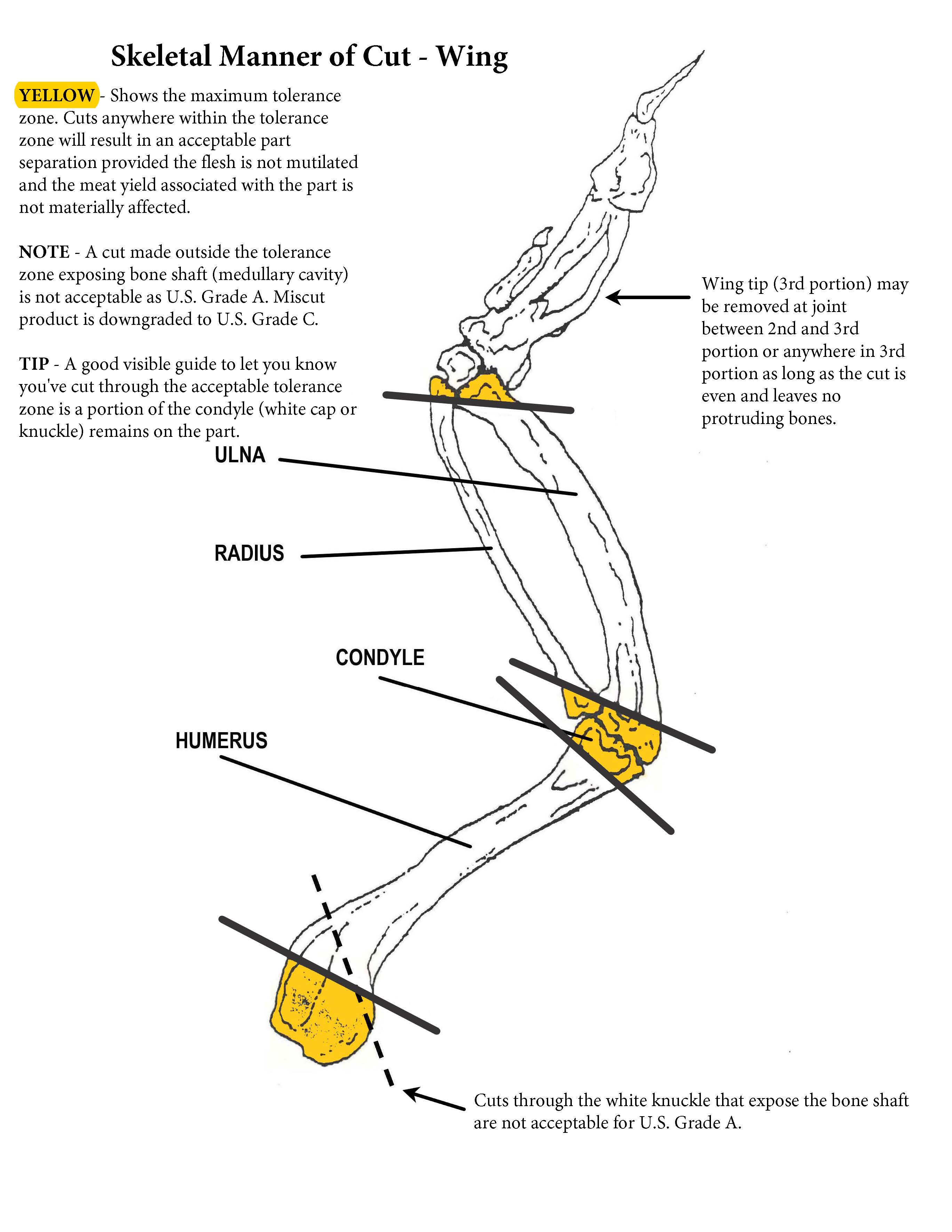 Skeletal Manner of Cut - Wing.  This image identifies the Ulna, Radius, Condyle and Humerus bones