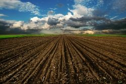 Plowed dirt field