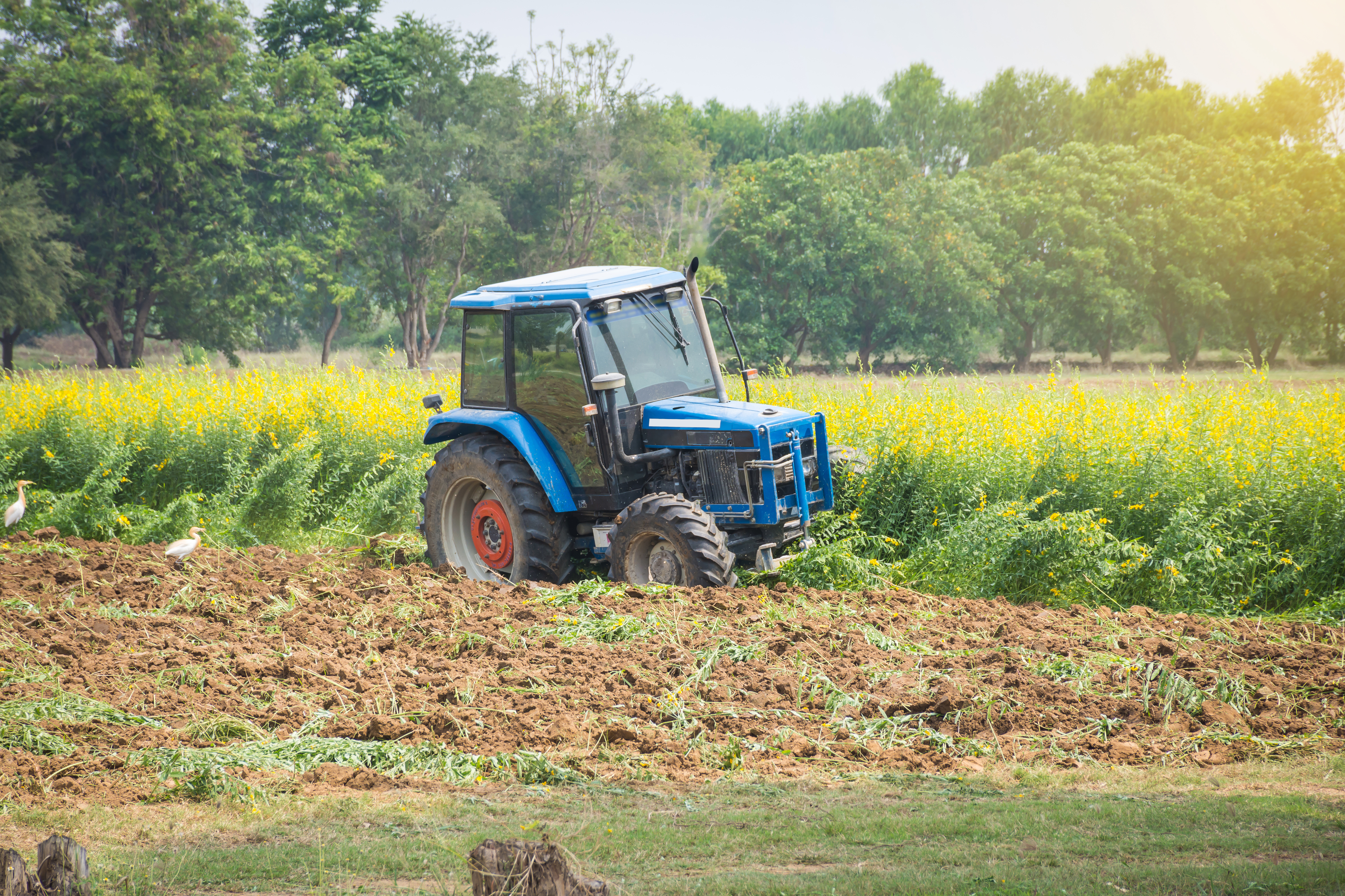 Tractor plowing under a field of crops