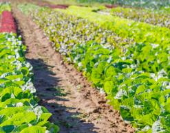 Crops in a field